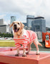 Dogs' Stripe Short-Sleeved Polo-Shirt